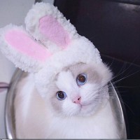 Easter Day Rabbit Pet Hat Cat Dog Cat Holiday Pet Party Hat