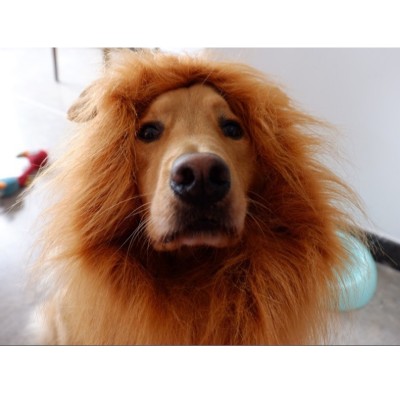 Halloween Dog Party Hat Lion Hair Dogs And Cats Pet Dog Hat Pet Wig Ears Head Cap Dress Up Costume Pet Animal Hats