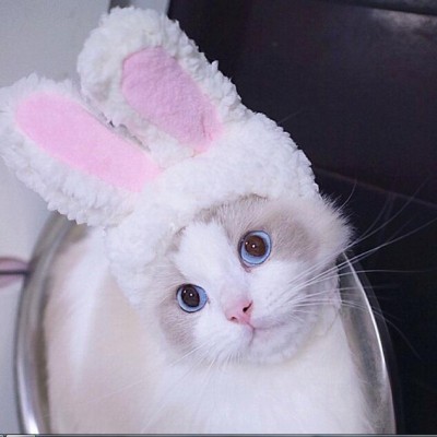 Easter Day Rabbit Cosplay Pet Holiday Party Cat Dog Cat Hat